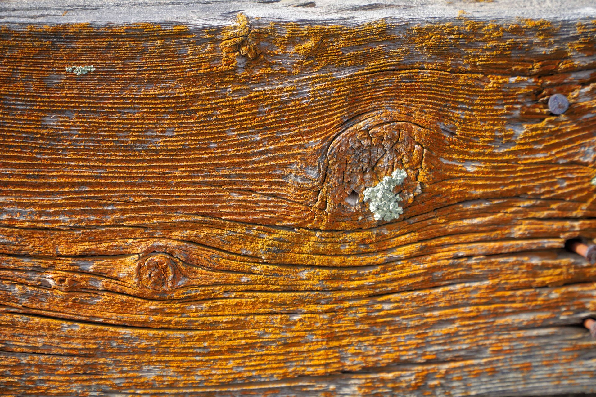 wood