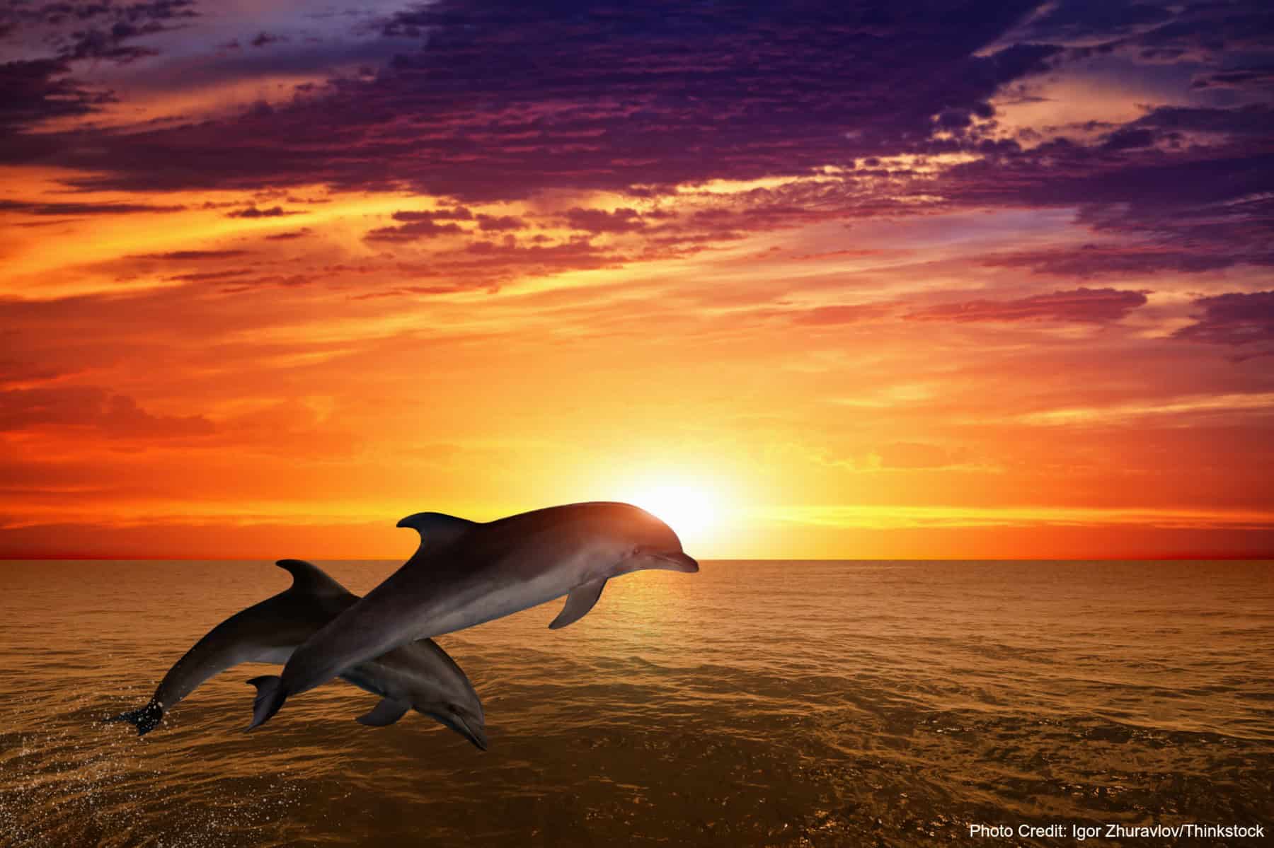 dolphins-fort-myers-sunset-cruise.jpg